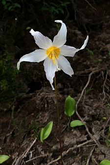 Avalanche Lily