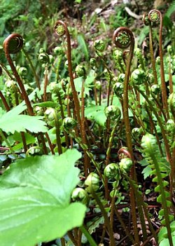 Ferns unfurling: earth energy