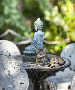 Buddha statue and cat in birdbath