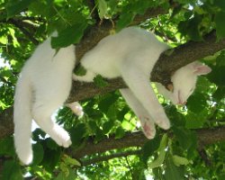 Cat stuck in a tree