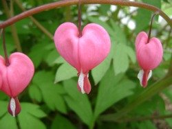 Bleeding heart flowers