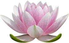 Image of lotus, symbol of spirituality