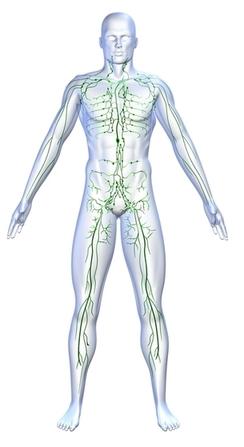 Illustration, lymphatic system