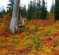 Autumn leaves on the Mountain